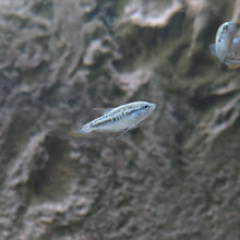 Load image into Gallery viewer, Assorted Pygmy Gourami
