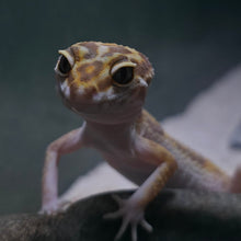 Load image into Gallery viewer, Leopard Gecko Juvenile
