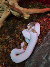 Load image into Gallery viewer, Pied Ball Python
