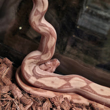 Load image into Gallery viewer, Colombian Labrith Hypo Morph VPI Albino
