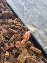 Load image into Gallery viewer, Hisstopher 'Cornsnake'
