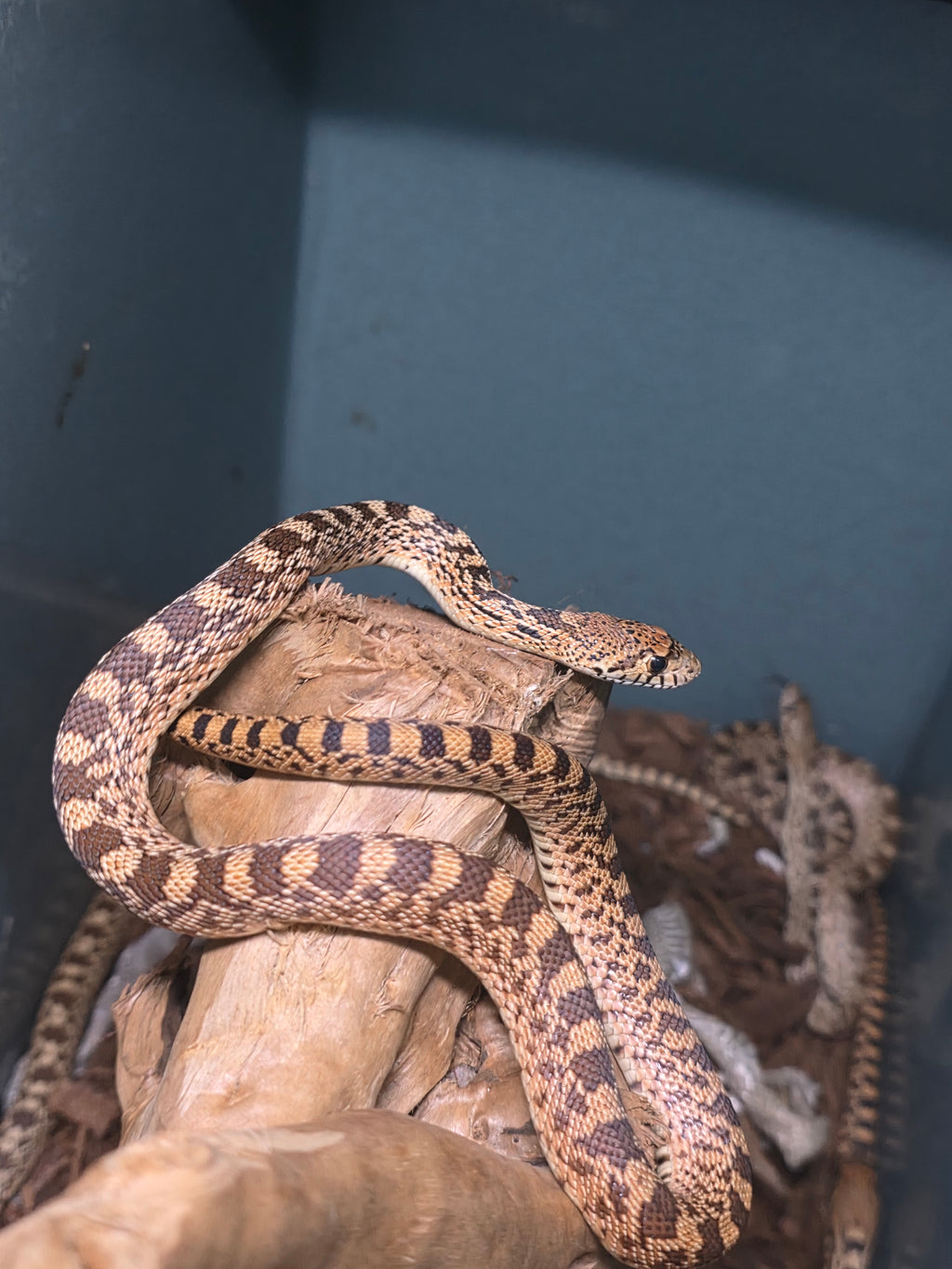 Ed, Edd & Eddy 'Yellow Bullsnakes'