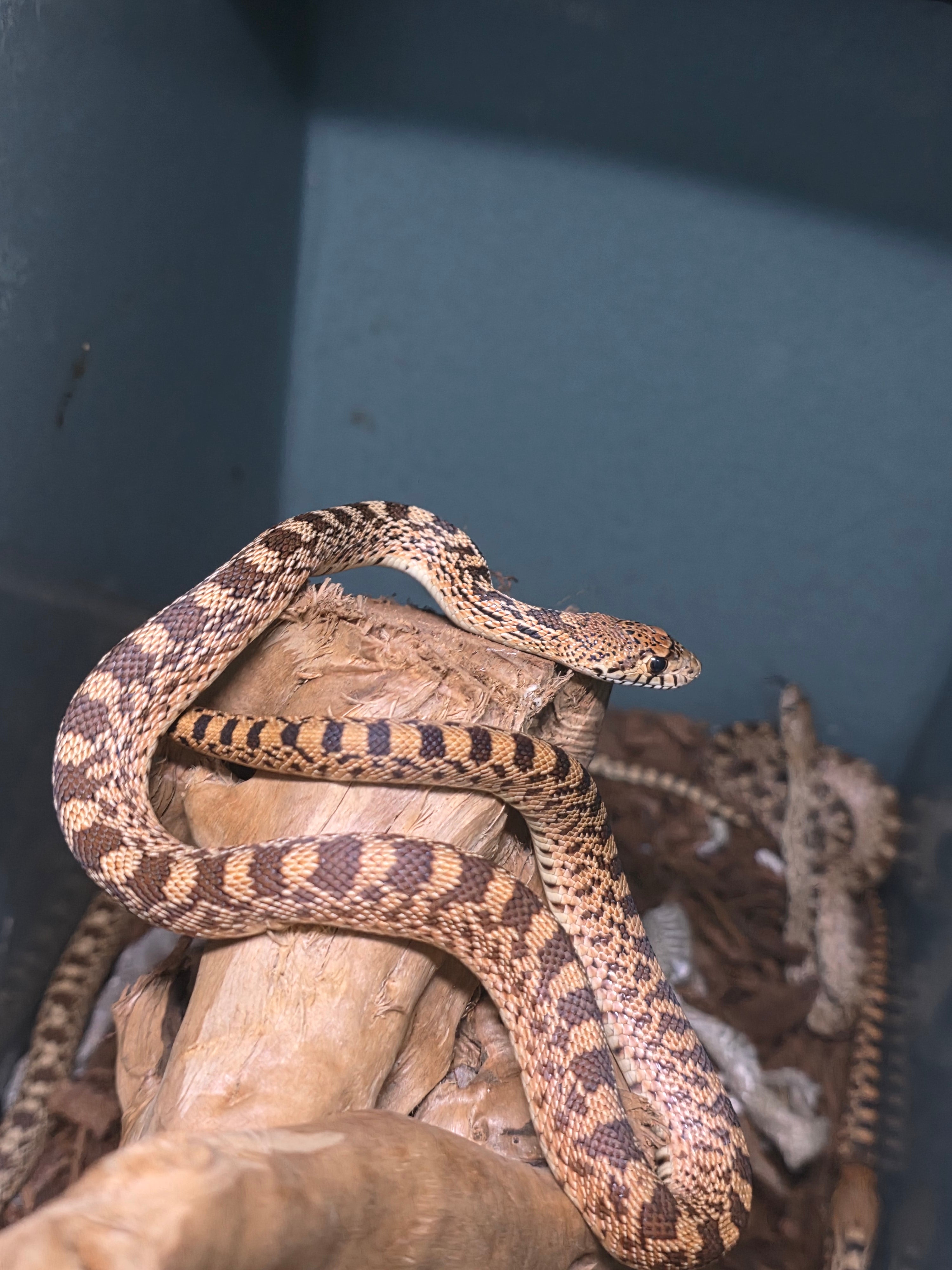 Ed, Edd & Eddy 'Yellow Bullsnakes'
