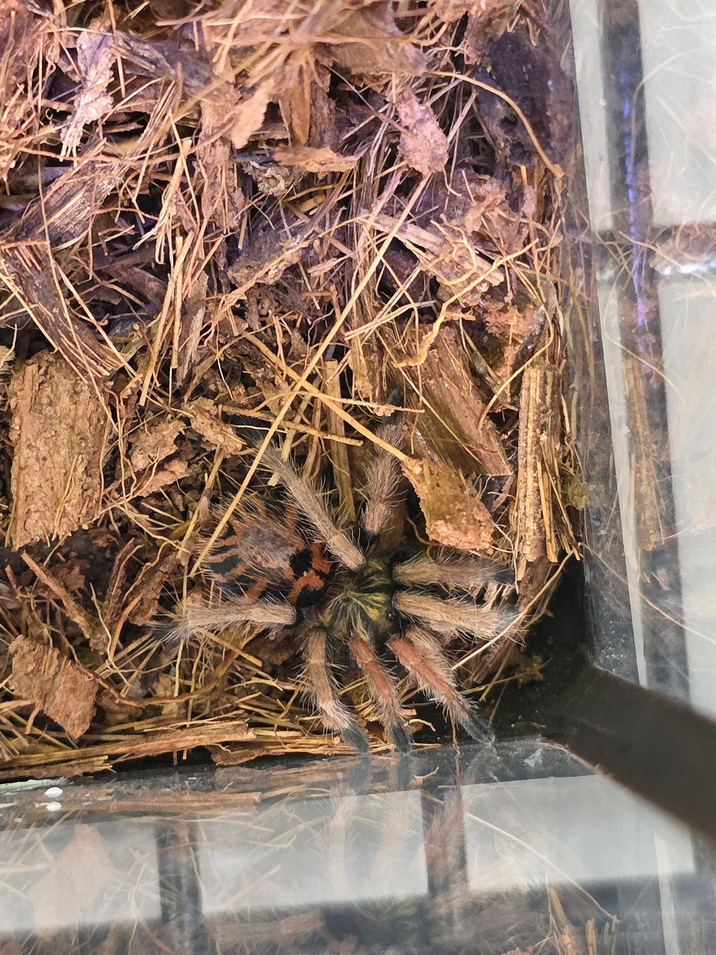 Miss Sunny 'Green Bottle Blue Tarantula'