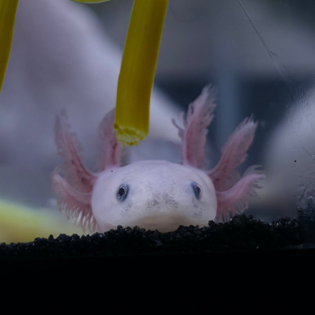 Axolotls