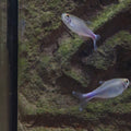 Blue Tetra
