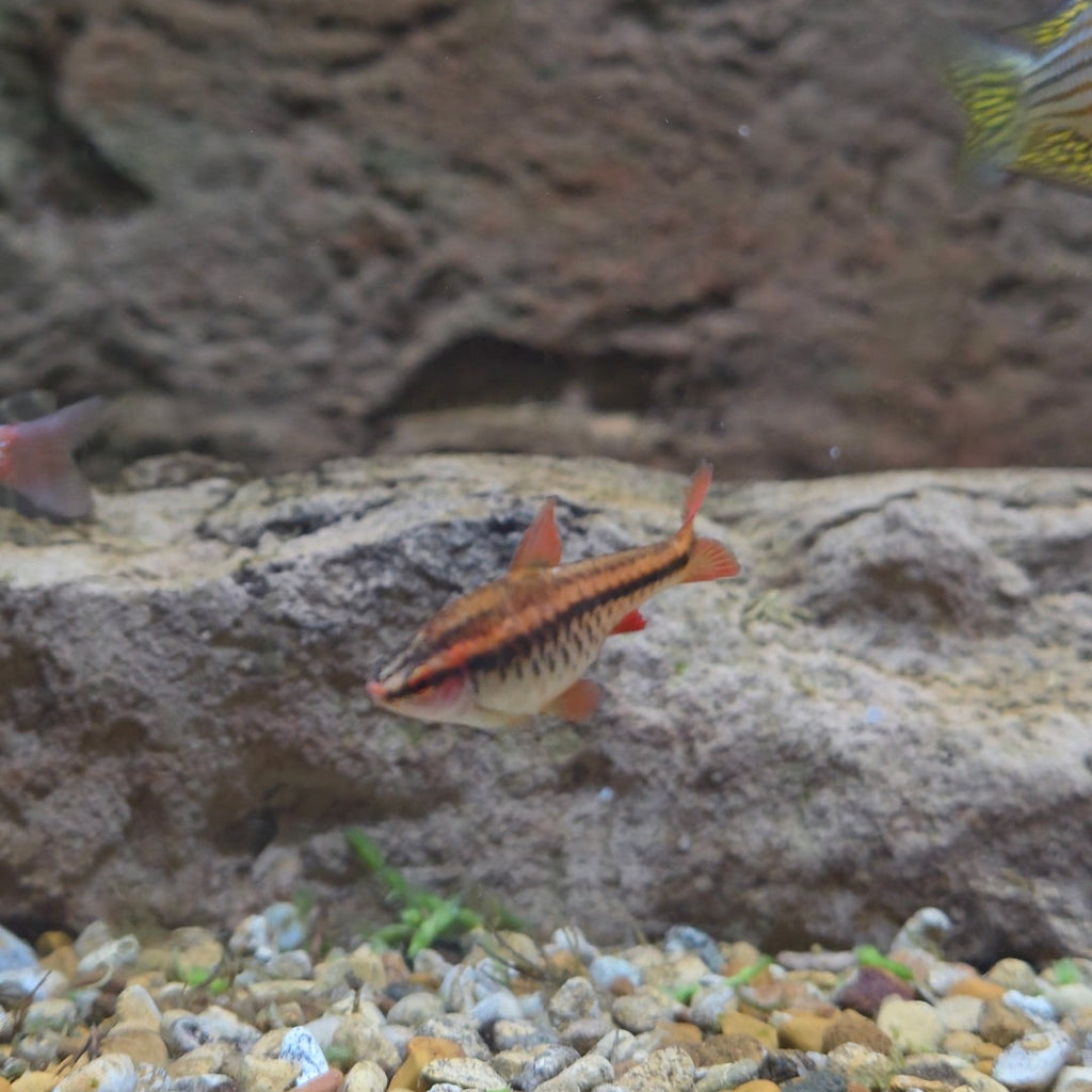 Cherry Barb