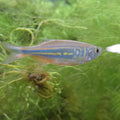 Zacco Platypus Danio