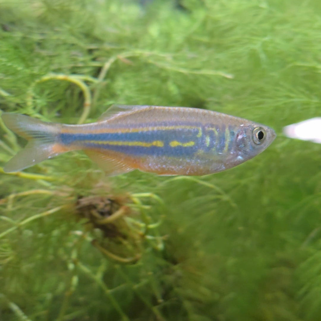 Zacco Platypus Danio