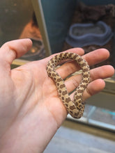 Load image into Gallery viewer, Reese Slitherspoon 'Western Hognose'
