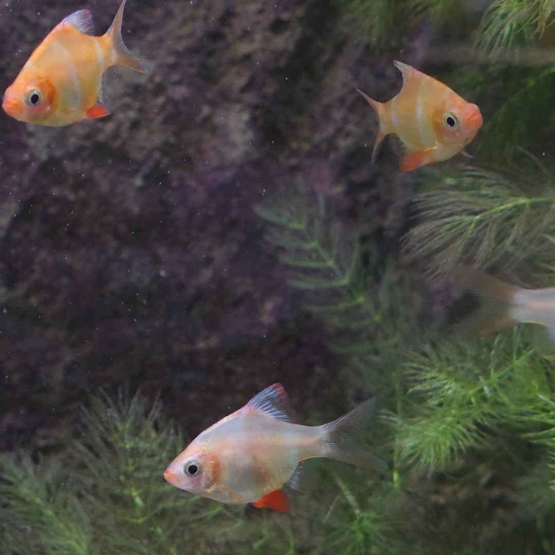 Assorted Tiger Barb