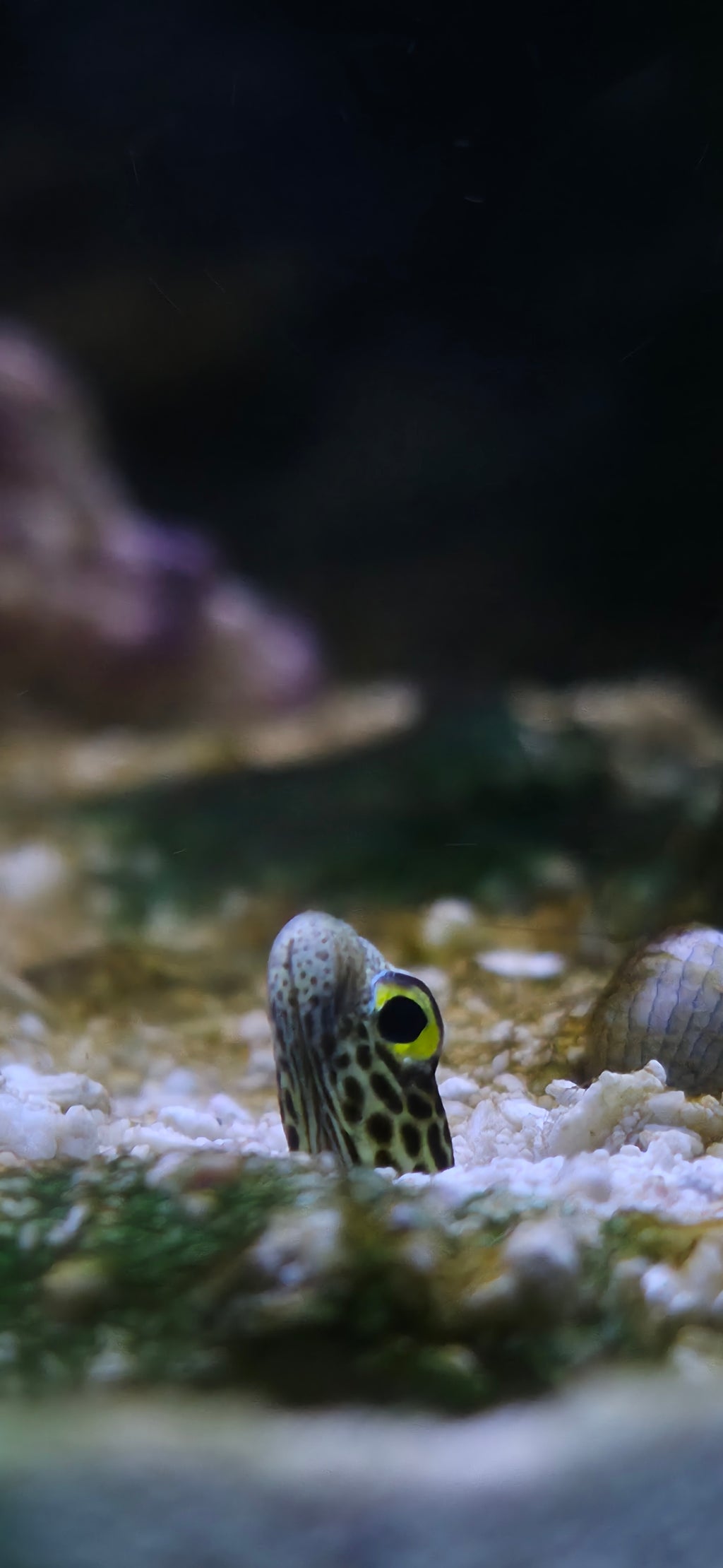 Spotted Garden Eel