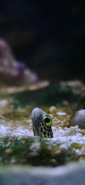 Spotted Garden Eel