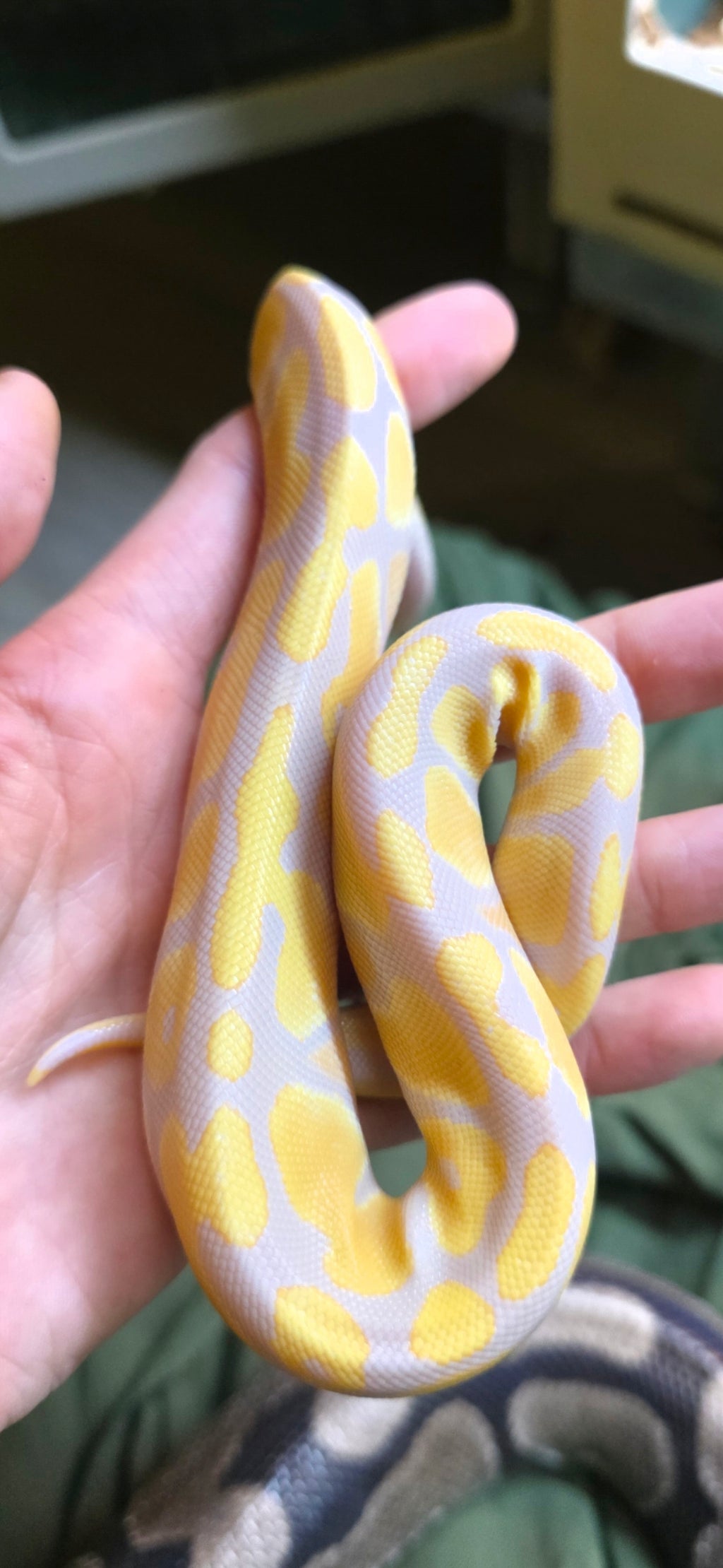 Ball Python Albino