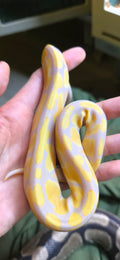 Ball Python Albino
