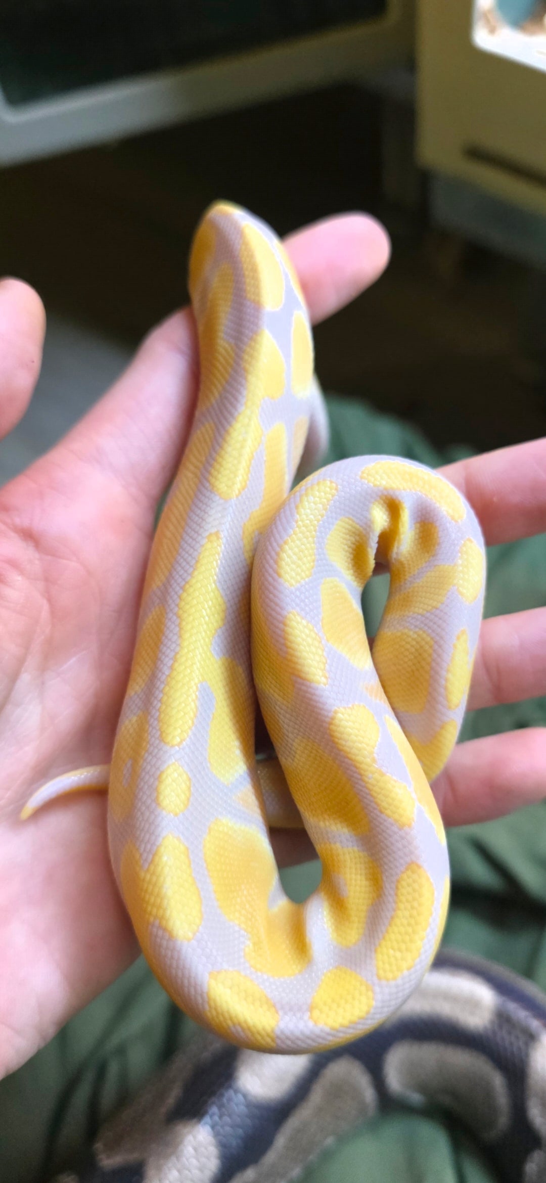 Ball Python Albino