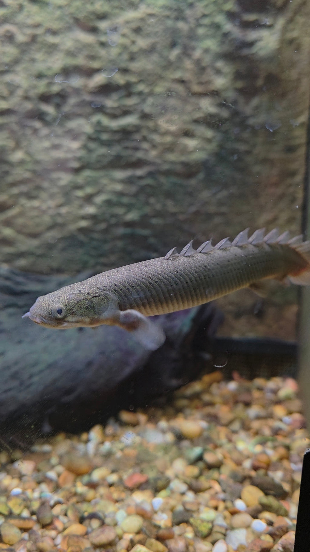 Bichir/Polypterus