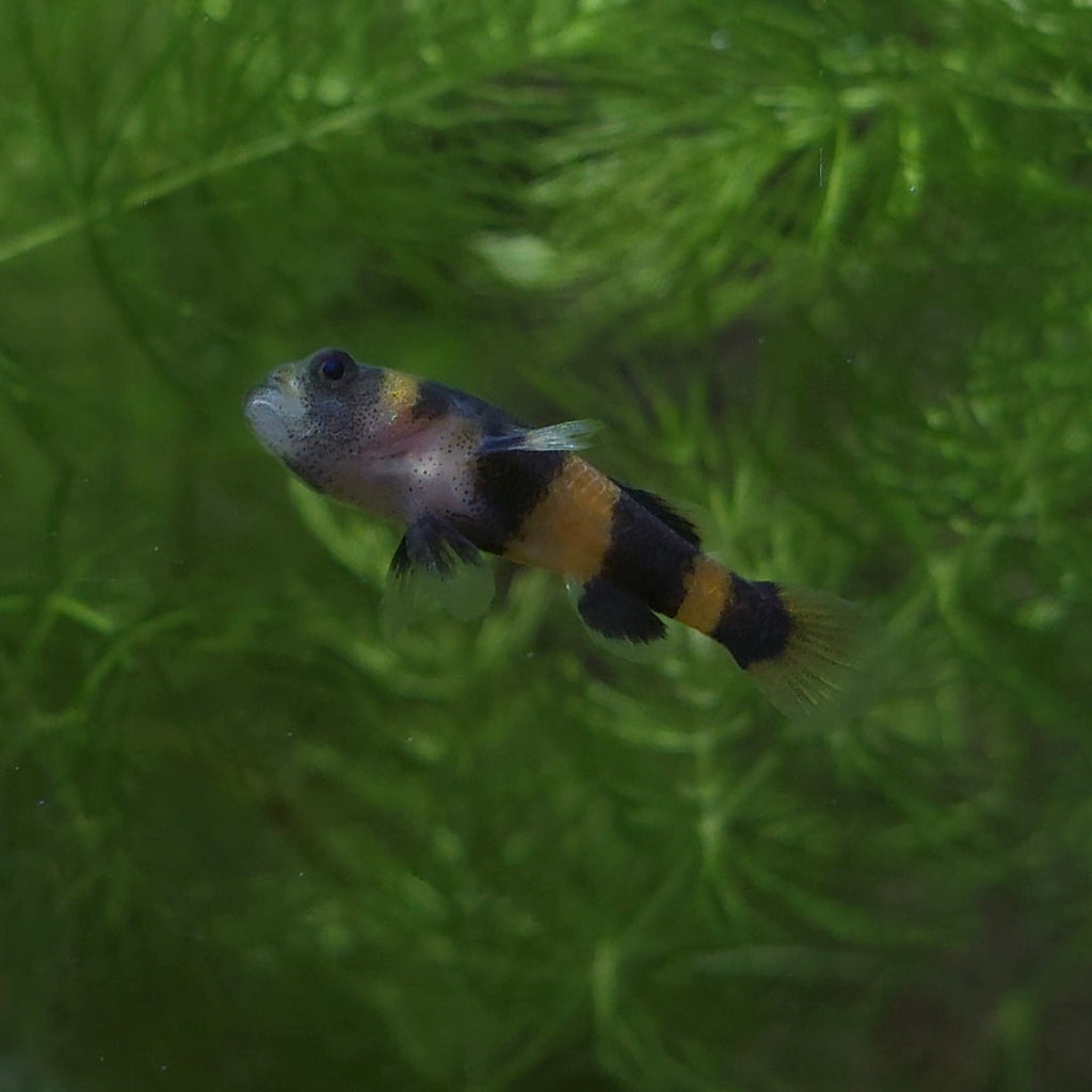Bumblebee Goby