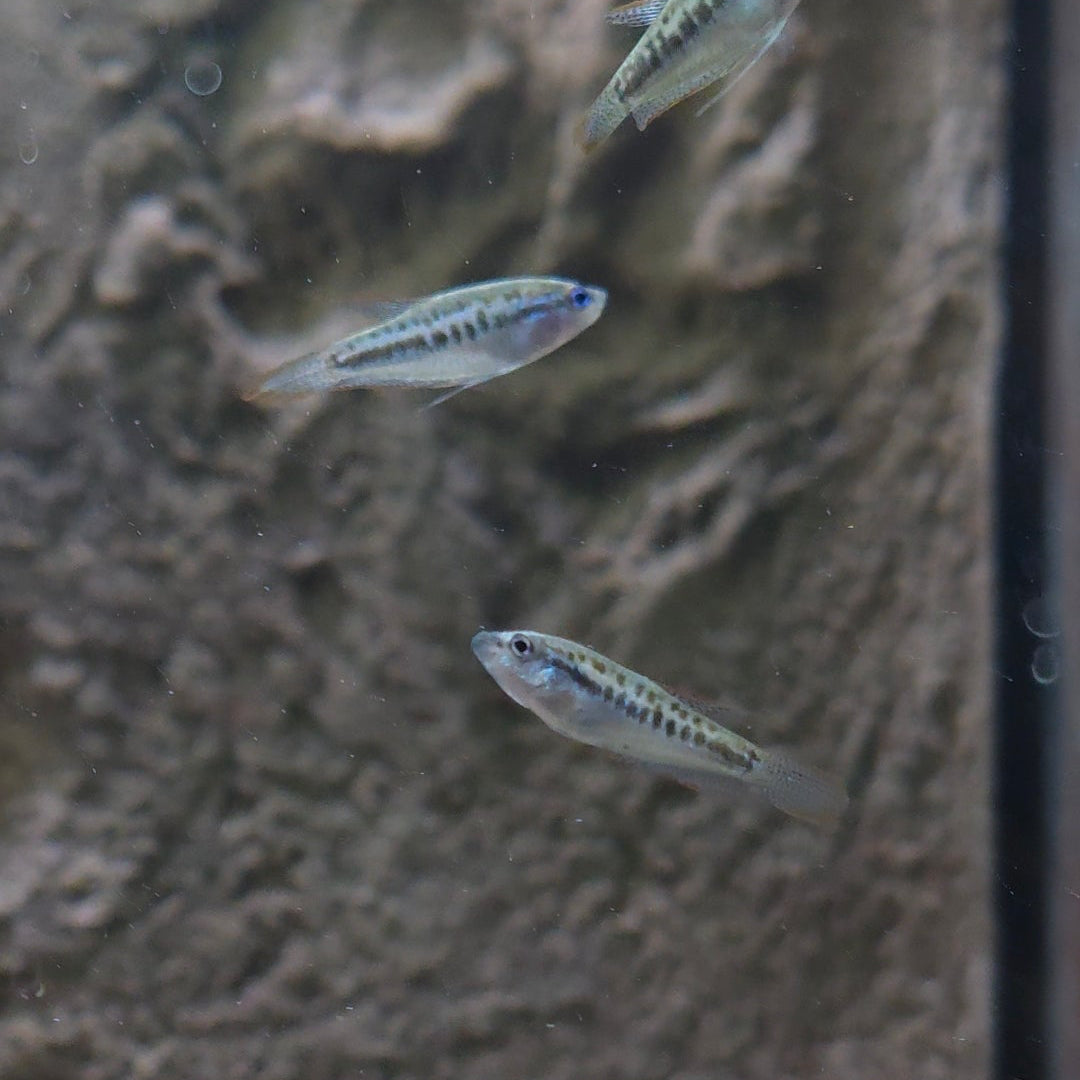 Assorted Pygmy Gourami