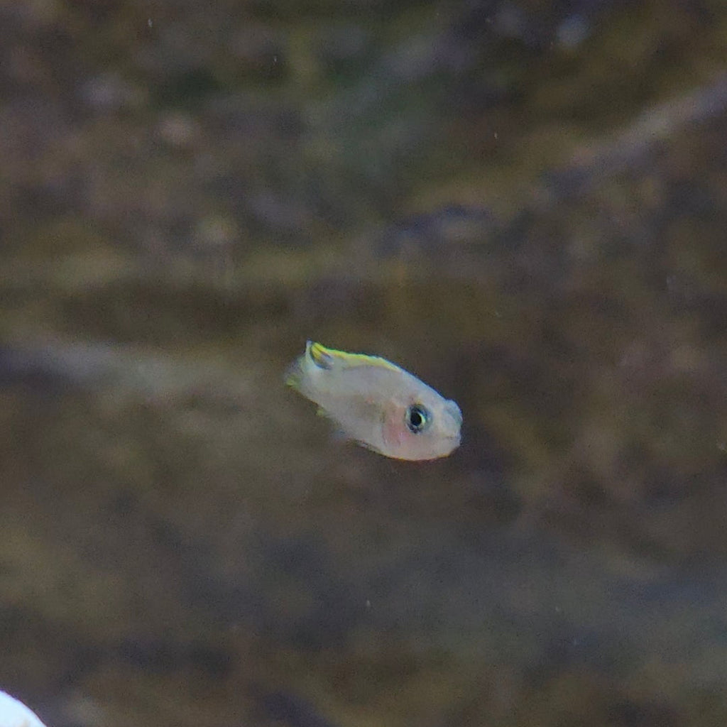 Multies Shell Dweller