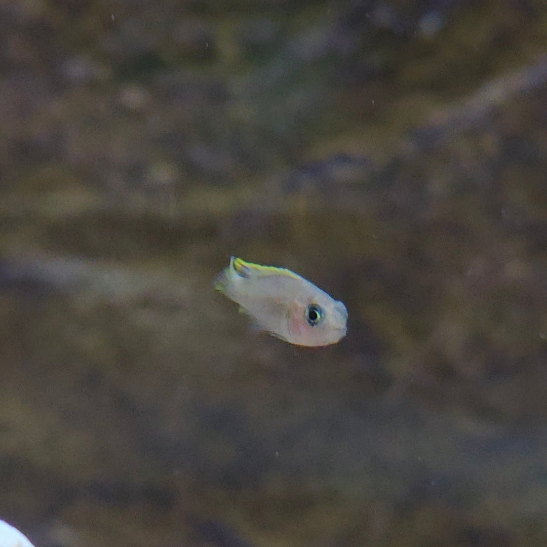 Multies Shell Dweller