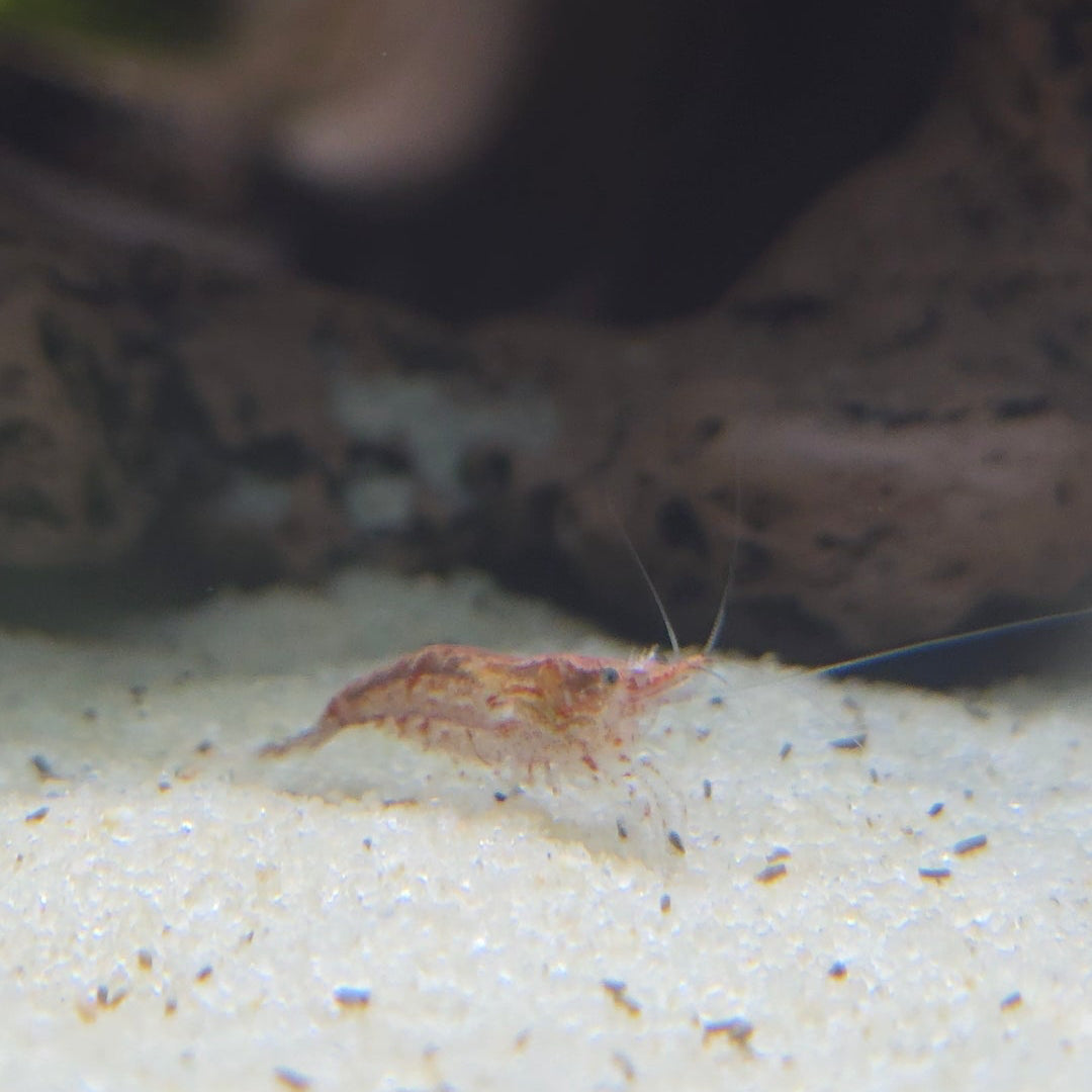 Neocaridina