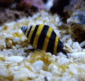 Bumblebee Snail