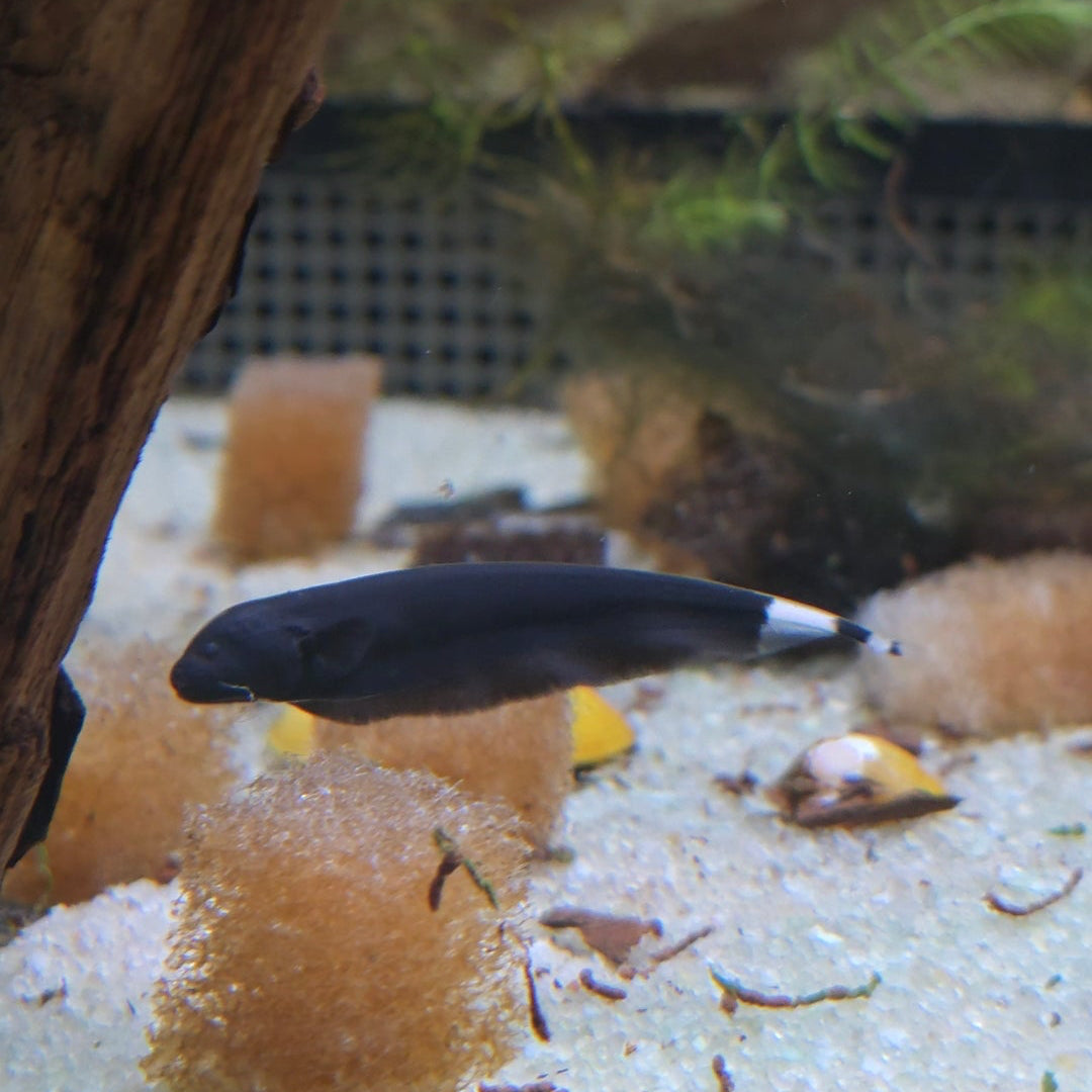 Black Ghost Knifefish