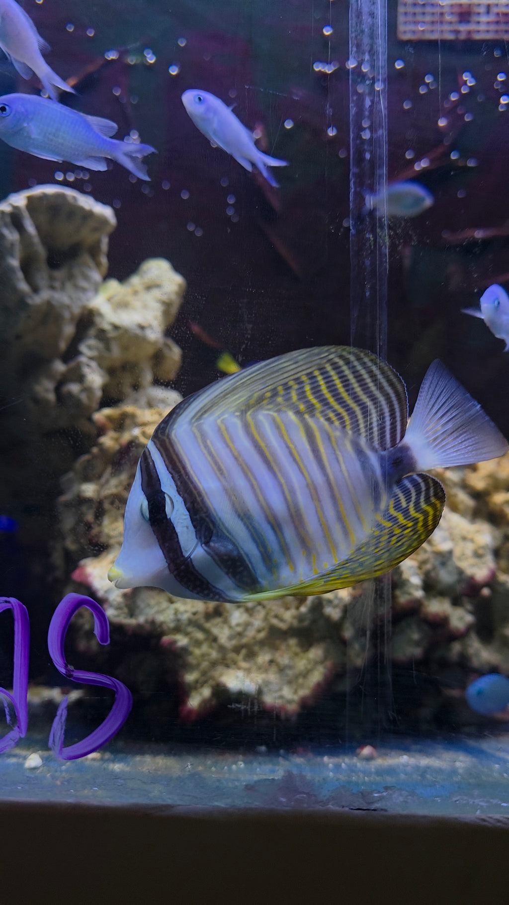 Sailfin Tang