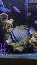 Sailfin Tang