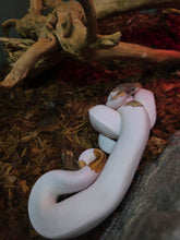 Load image into Gallery viewer, Pied Ball Python
