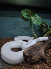 Load image into Gallery viewer, Pastel Puma Ball Python
