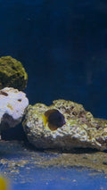 Two Spot Bristletooth Tang