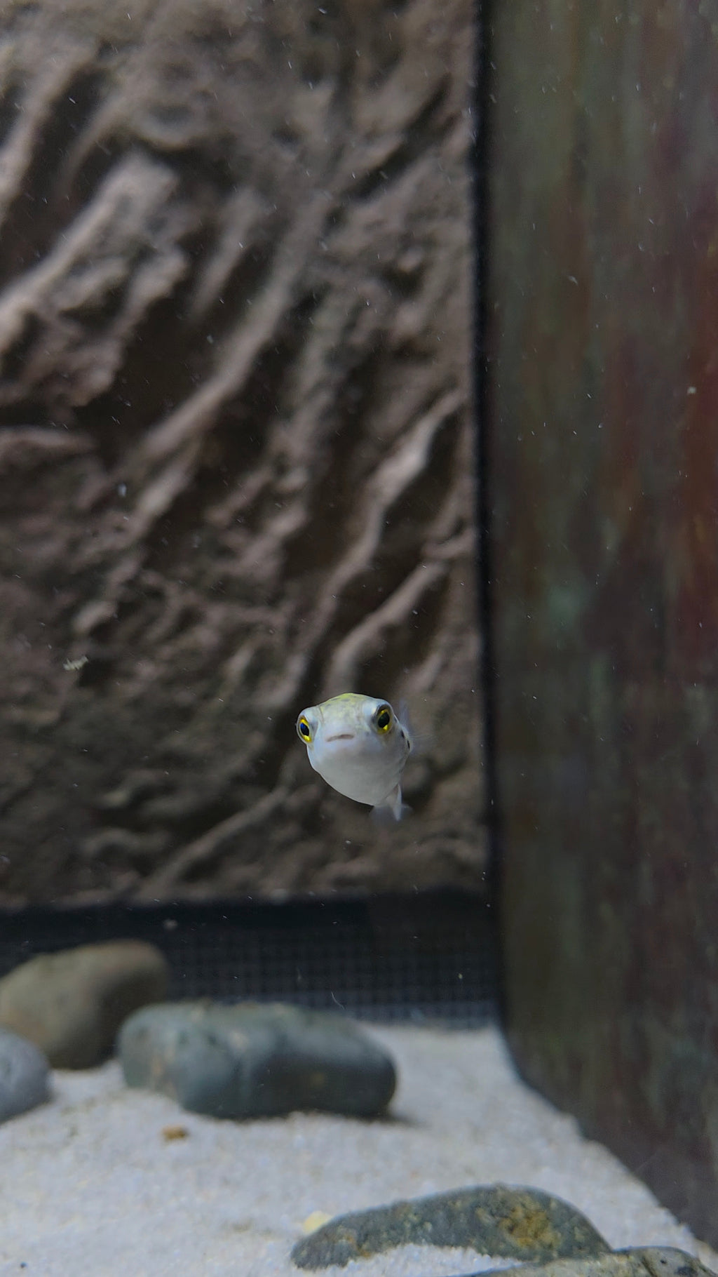 Green Spotted Puffer