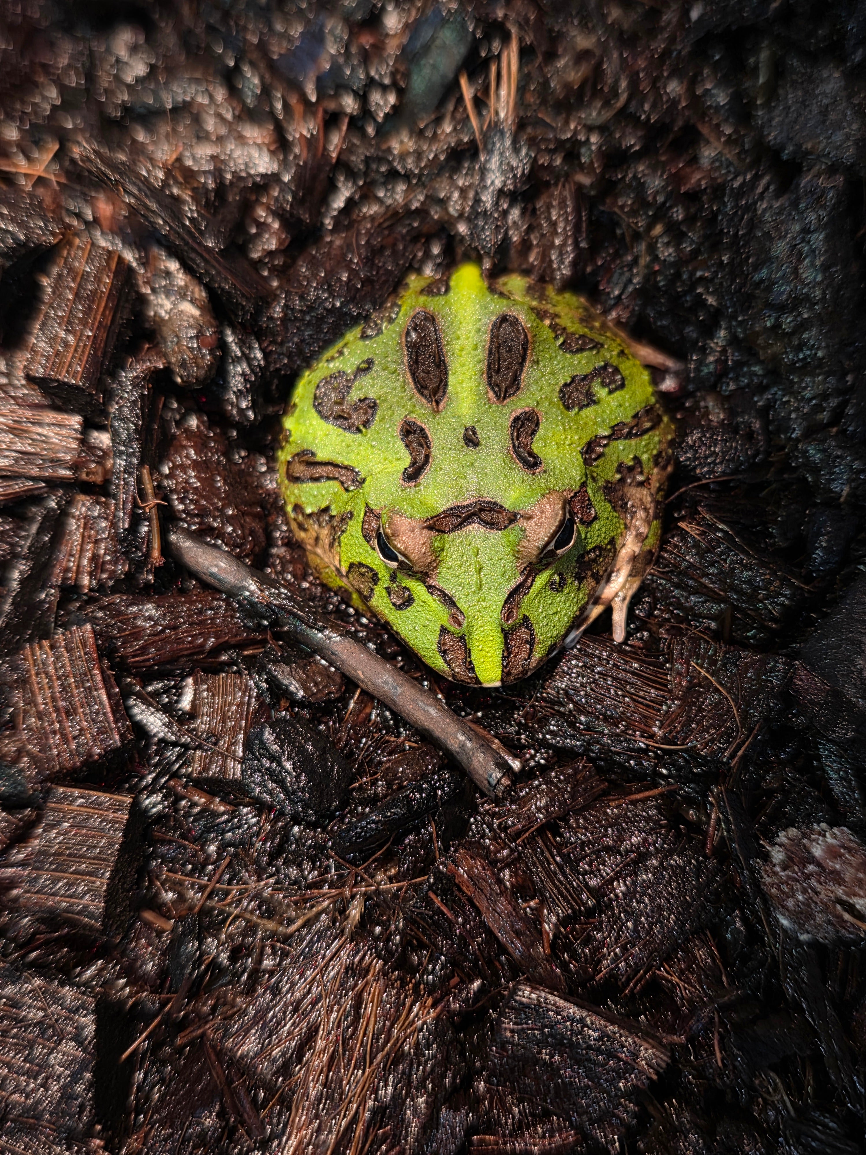Pacman Frog