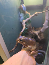 Load image into Gallery viewer, Snoop Frog 'Dumpy Tree Frog'
