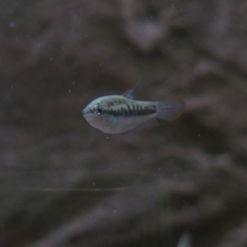 Assorted Pygmy Gourami
