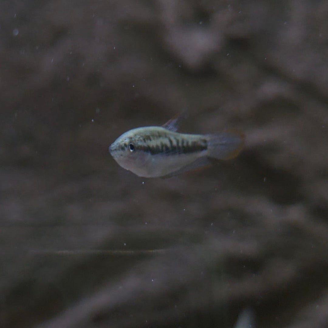 Assorted Pygmy Gourami