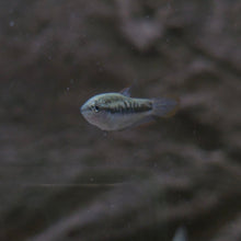 Load image into Gallery viewer, Assorted Pygmy Gourami
