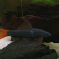 Red Tail Shark