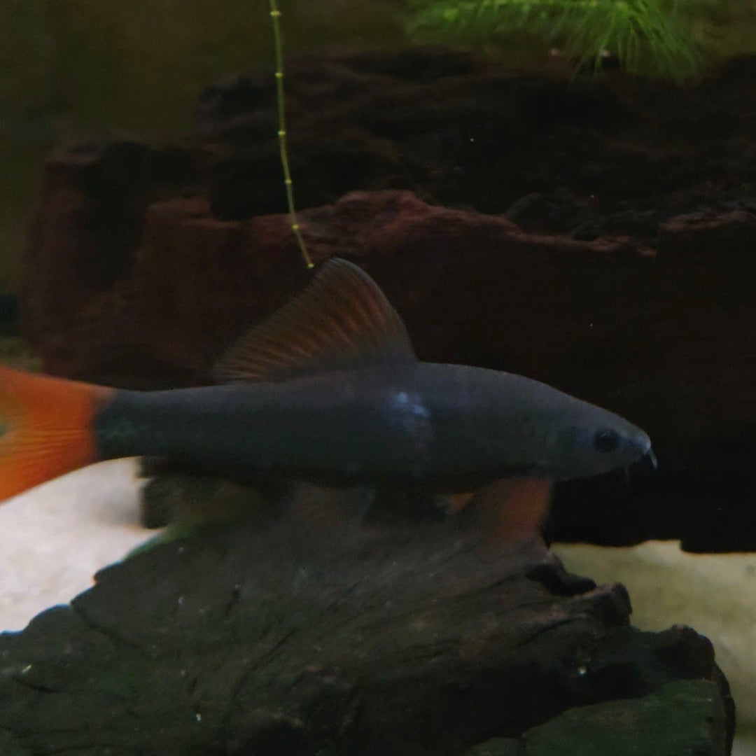 Red Tail Shark
