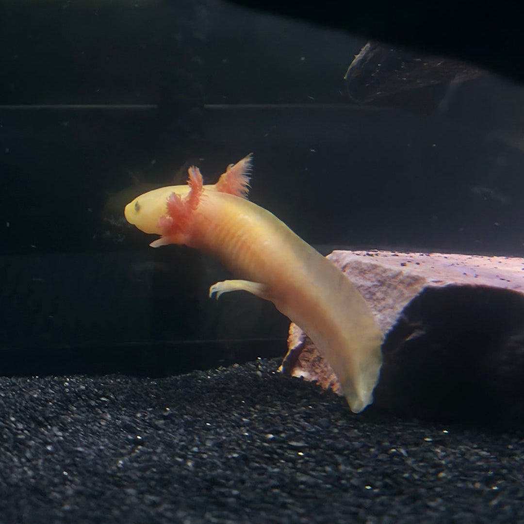 Axolotls