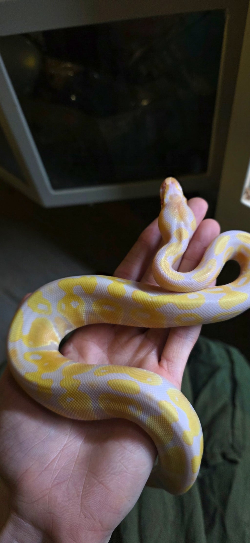 Ball Python Albino