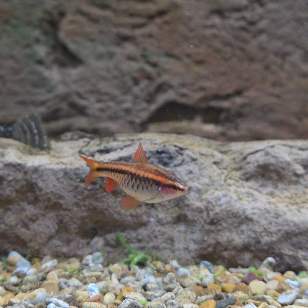 Cherry Barb