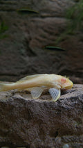 Albino sailfin pleco