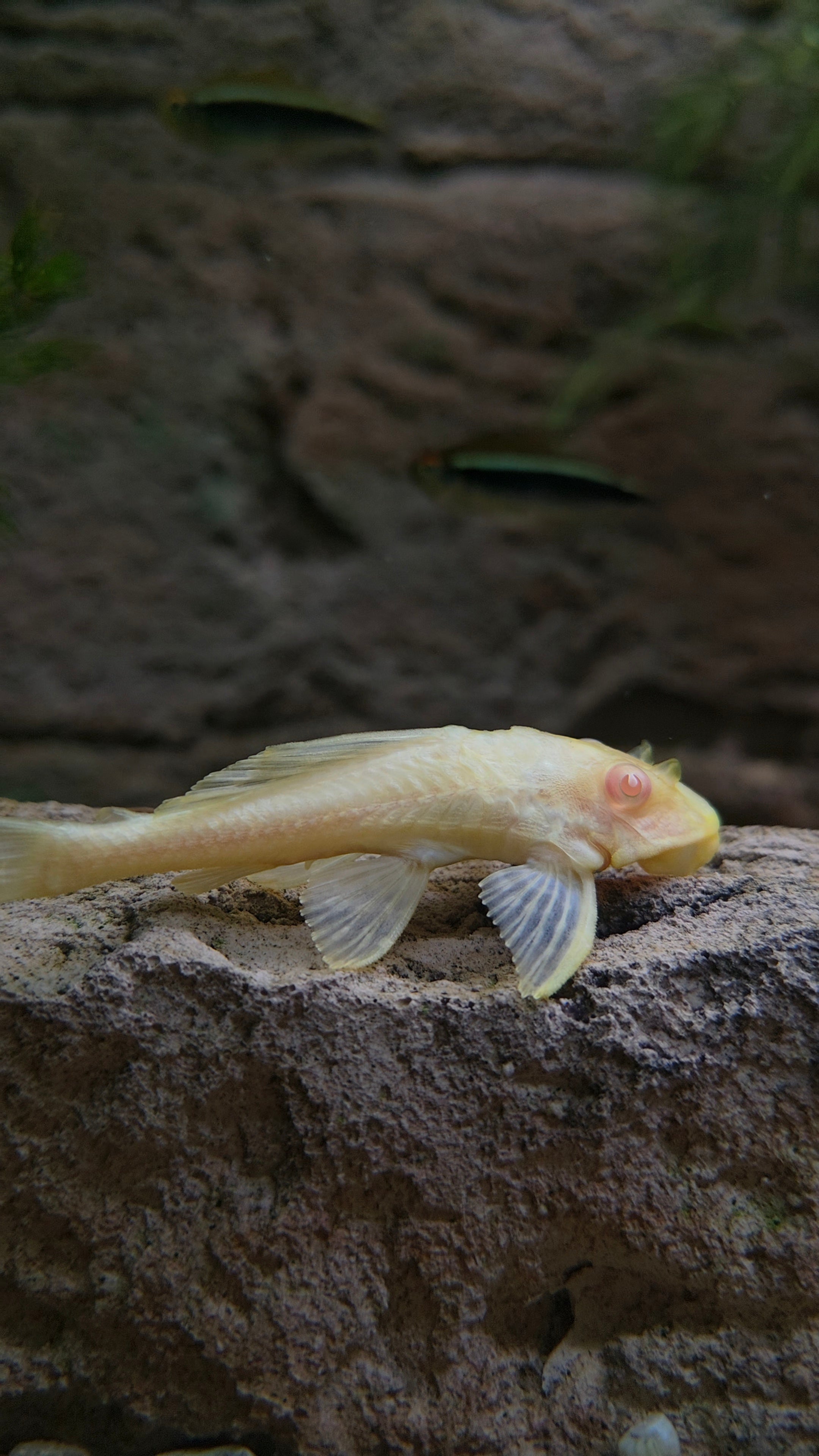 Albino sailfin pleco