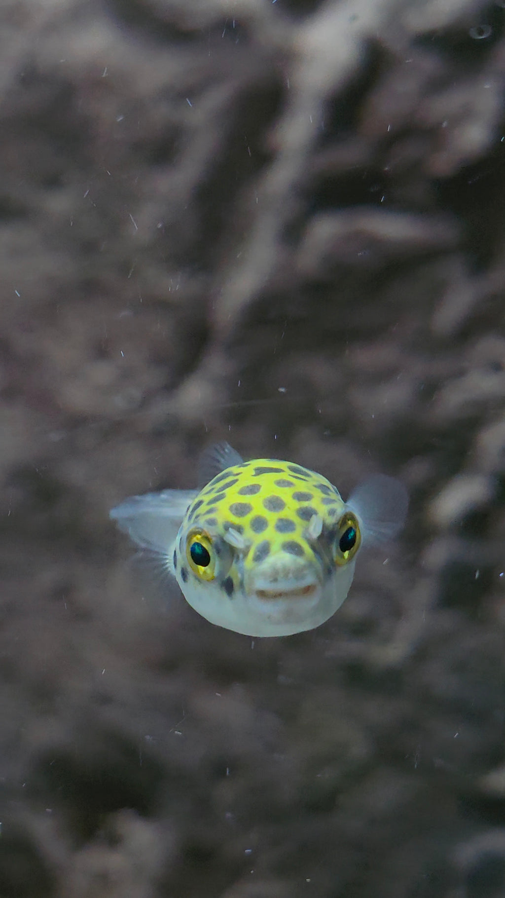 Green Spotted Puffer