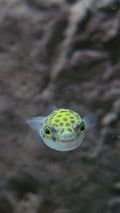 Green Spotted Puffer