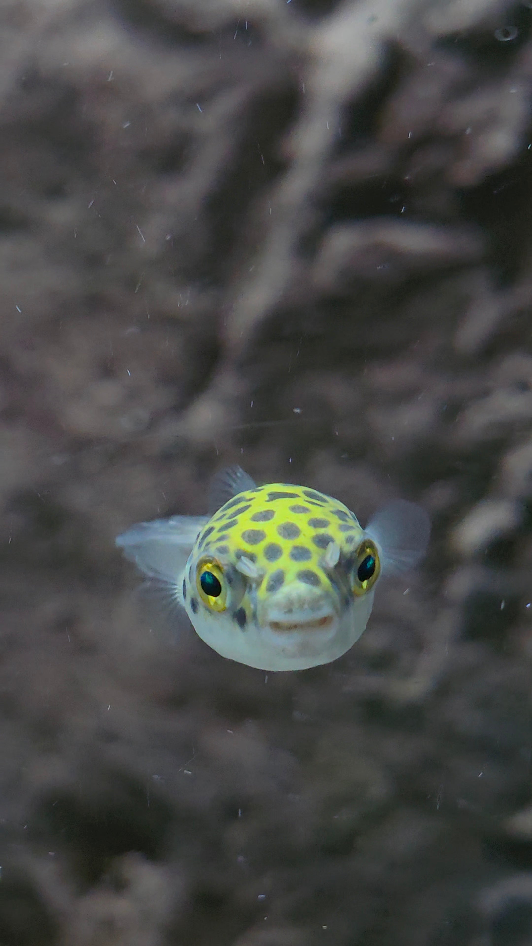 Green Spotted Puffer
