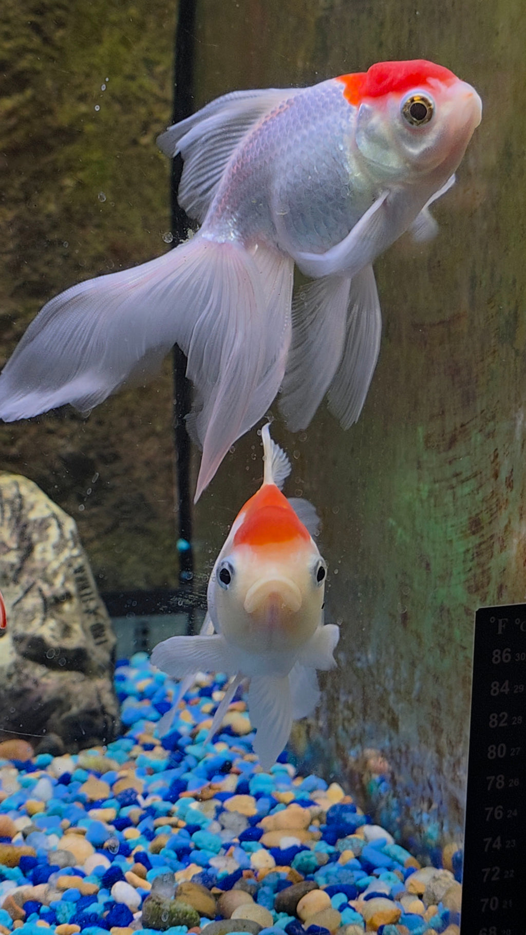 Fancy Goldfish